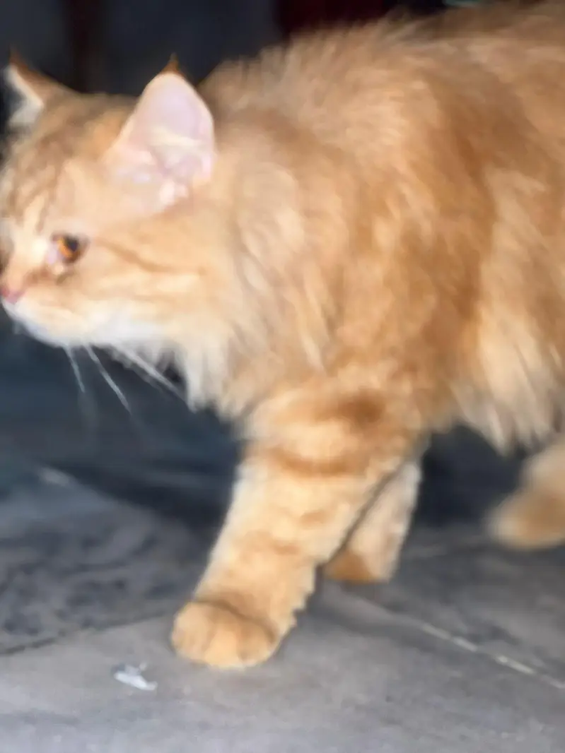 Pregnant Brown Persian Cat for Sale – Sargodha — photo 3