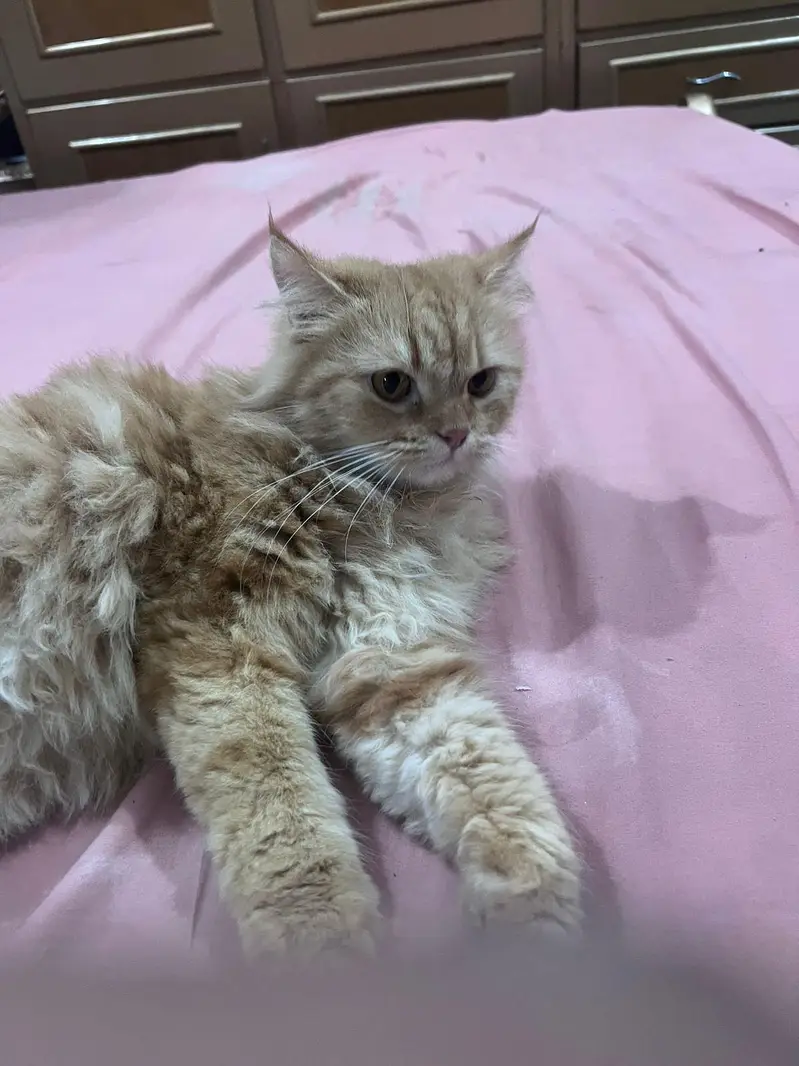 Pregnant Brown Persian Cat for Sale – Sargodha — photo 4