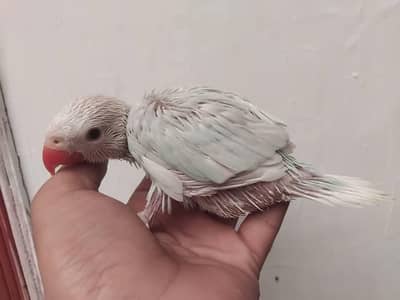 blue and yellow parrot chicks