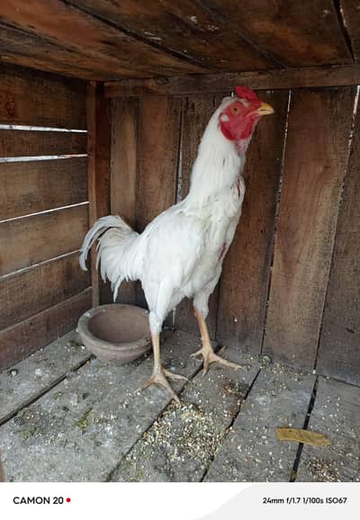 heera white 03017862772