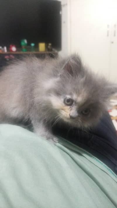 beautiful pairs logo new home