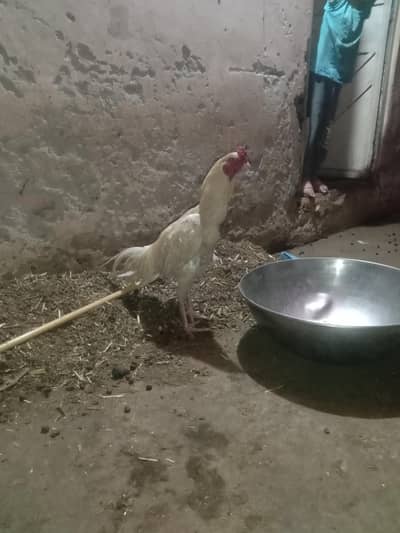 pure aseel white pair