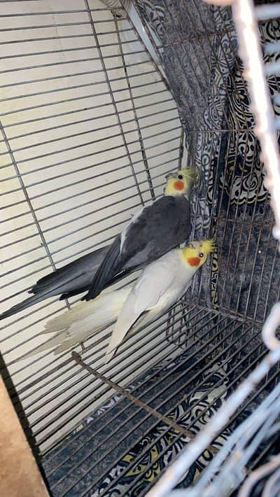 do naar cocktail ready to breeding