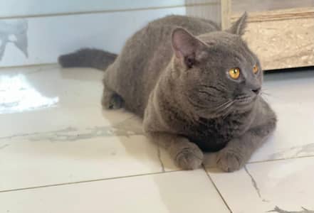 British Shorthair - Available For Mating