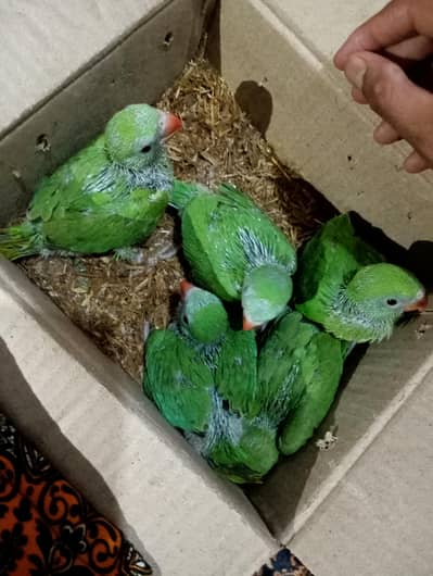 whhtsap call 03404505419