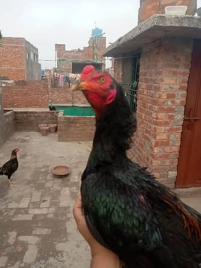 burmi patha for sale