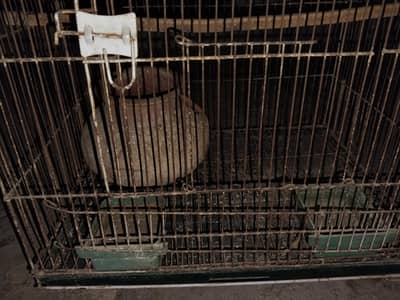 bird cage