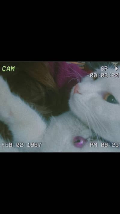 short Hair, doll face,  pure white persian