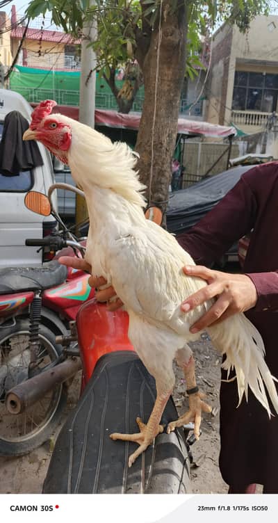 chicks and male for sale