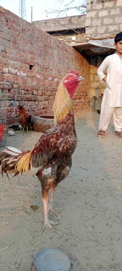 aseel murga for sall l location lalamusa Gujarat