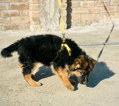 German shepherd puppies for sale healthy 0326=65=49136