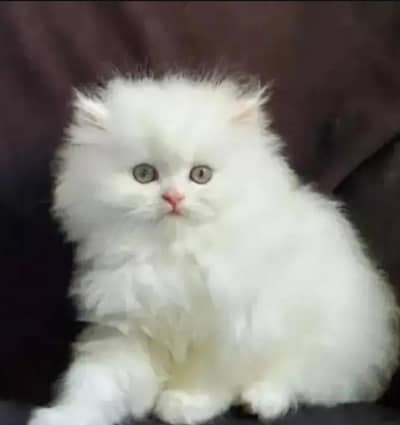 Persian female kitten for sale WhatsApp number 0349_5998171