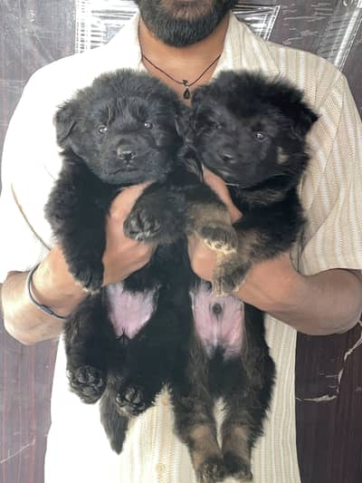 German shepherd puppies available