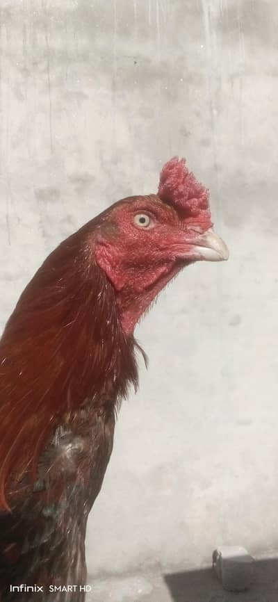 High quality  Laakha Murgha Strong and Tall, Whatsapp #03302061983