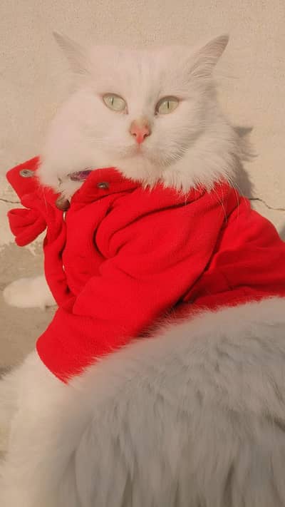 Very beautiful cats in reasonable price