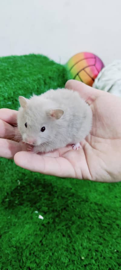 Syrian hamster baby