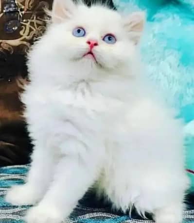Persian female kitten for sale delivery available all Pakistan