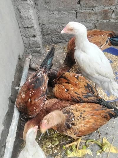 Aseel Chicks for sell