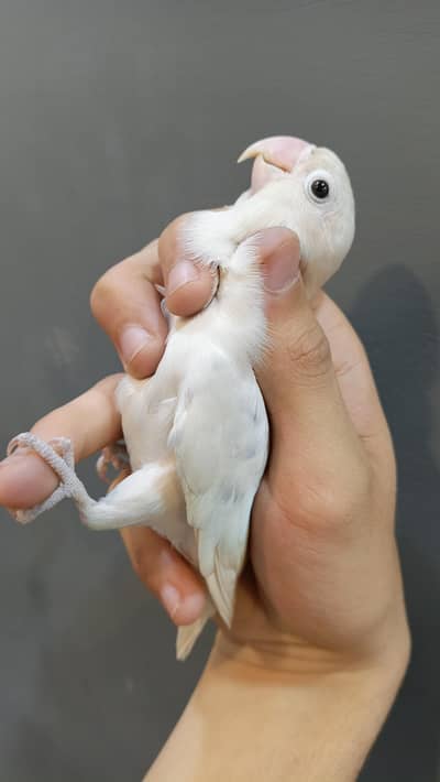 Lovebirds breader pairs