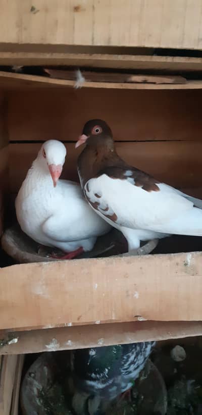 Danish magpie pairs  3 pairs hai