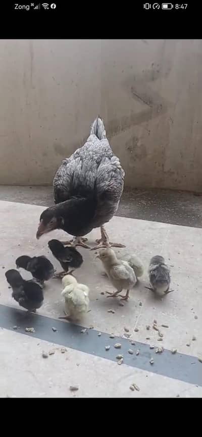 lakha salata chiks . . . . . . . murgi