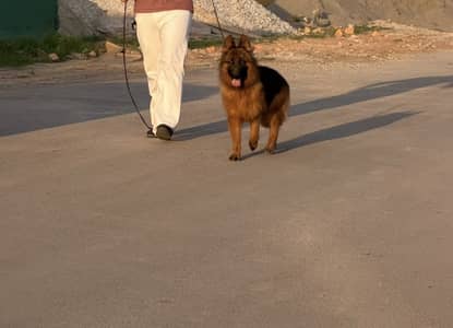 Imported German Shepherd | Long coat | Female | GSD | Dof For sale