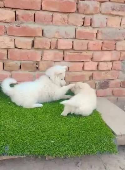 Russian popy dogs pink nose health active sale