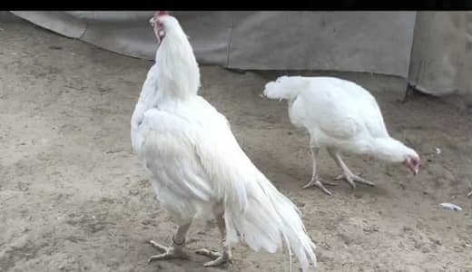 Old bloodline chicks available