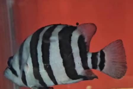 Datnoit tiger fish fore sale korangi