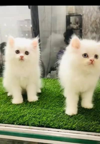 Persian female kitten for sale delivery available all Pakistan