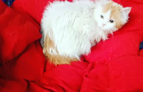Persian triple coated litter trained cat available