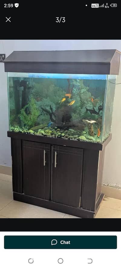 gold fish aquarium  cristal gilass