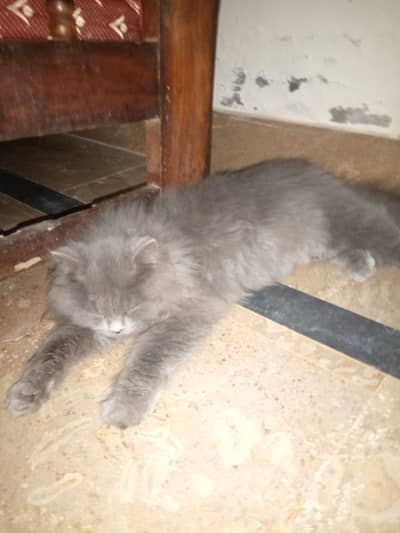 Grey beautiful cat for sale. choke saleh mahe nwab pur road multan