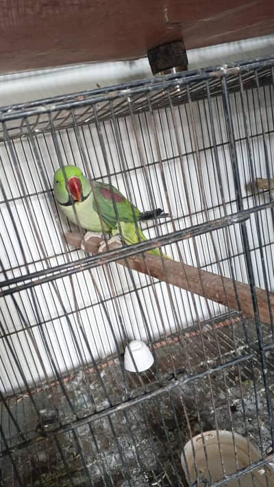 Raw breeder male nail tail fly all ok  for sale