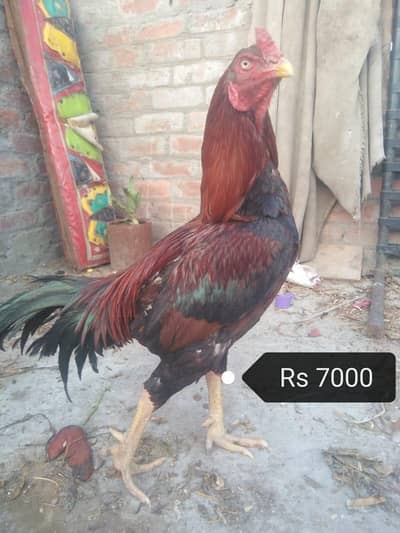 1 mail 2 femail urgunt sail  watsap  03242273714