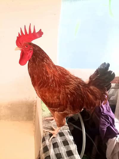 Healthy Desi Murga for sale