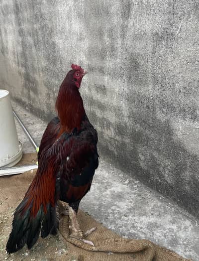 Mianwali Aseel lakha