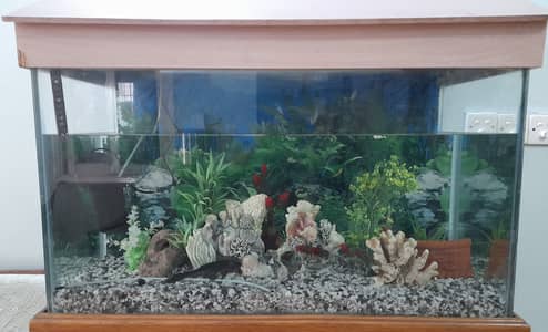 Fish Aquarium