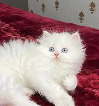 Persian kittens for sale My Whatsapp 0329=760=9271