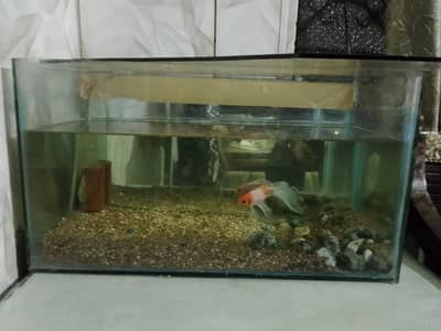 Fish Accurime available with Big heather big pump and with golden fish