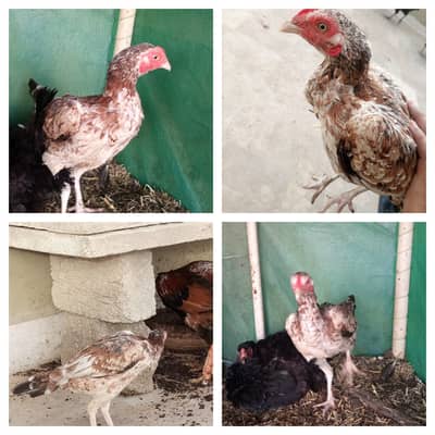 Aseel Murghi Desi Murgha Pair | Egg Laying and Vaccinated