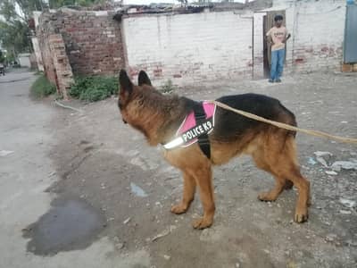 jarman shared cuf code