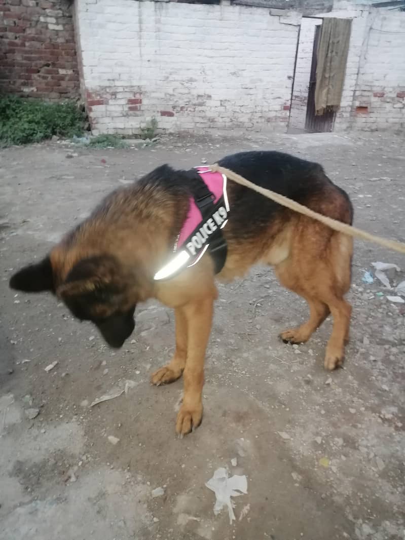 jarman shared cuf code 1