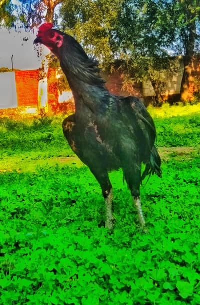 Aseel Thai | Imported Burmi pakoya |king size shamo| pakistani Aseel