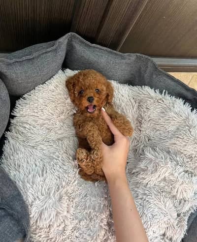 Fresh toy poodle puppies available For import
