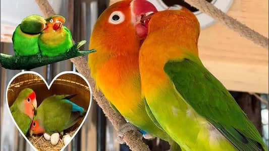 pair and 3 baby chicks looking like young