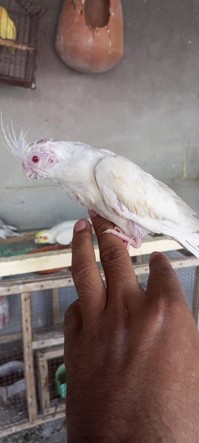 Eno red eyes chick or exi female under or