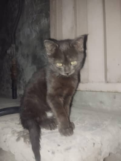 domestic medium haiir cat