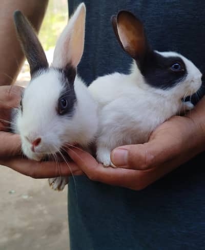 Rabbit babies