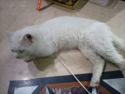 Proven Adult Male Cat – Ideal for Breeding 